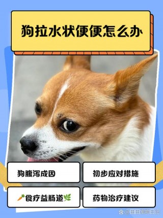 狗狗拉水怎么办，狗狗拉水状的粑粑是怎么了？