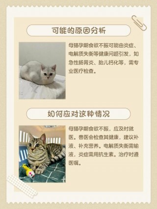 猫咪怀孕不吃东西，（猫咪怀孕不吃东西还吐没有精神）