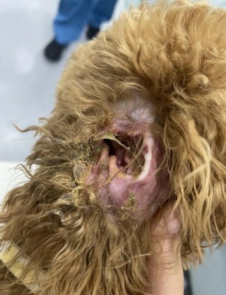 狗狗得了中耳炎怎么办？狗狗得了中耳炎用什么药比较好（最新）