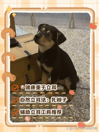 狗狗立耳最简单方法？狗狗立耳方法教程（最新）