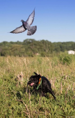 狗狗能吃鸽子肉吗？狗可以吃鸽子吗?（最新）