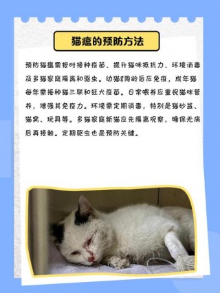 猫咪得猫瘟有什么症状，猫咪得猫瘟怎么办？