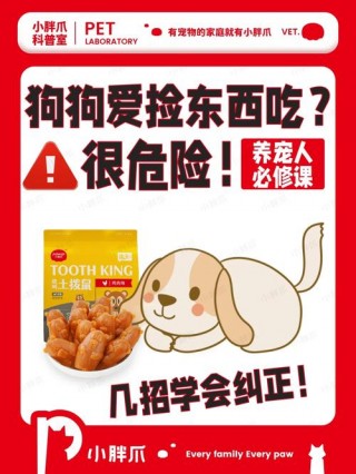 怎么训练狗狗捡东西回来，（如何训练狗狗捡东西回来）