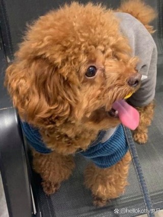 狗狗打完疫苗不良反应？狗狗打完疫苗不良反应什么时候出现（最新）