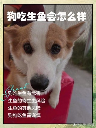 狗狗吃了生鱼会生病吗，狗狗不小心吃了生鱼怎么办？