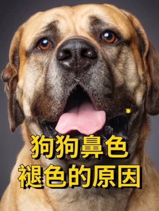 狗狗鼻子褪色什么原因，（狗狗鼻子褪色怎么恢复）