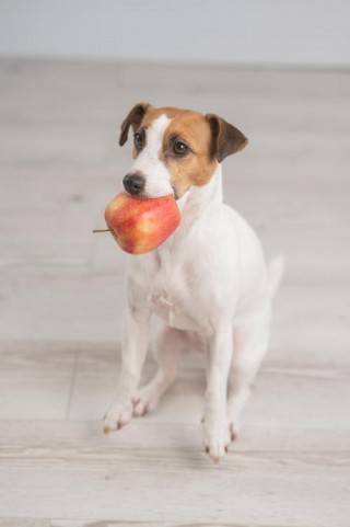 两个月狗狗能吃苹果吗，两个月狗狗能吃苹果吗？