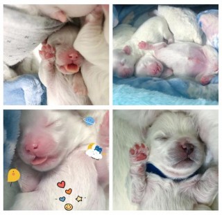 狗狗怀孕的特征，（狗狗怀孕的特征和注意事项）