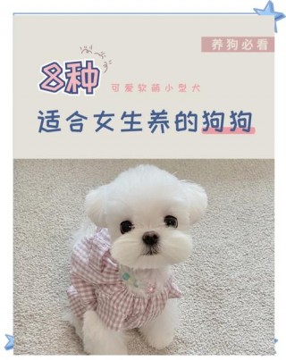 安静的狗狗品种？安静的狗狗品种大全（最新）