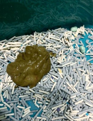 猫咪一直拉稀能吃能喝，小猫咪一直拉稀能吃能喝？