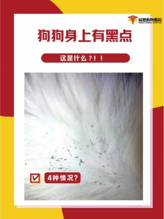 狗狗身上长黑斑是怎么回事？狗狗身上长黑色的斑块怎么回事（最新）