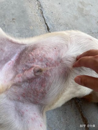 狗狗红疹怎么治疗方法，（狗狗红疹是什么原因）