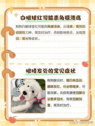 狗狗白眼球红怎么回事，狗白眼球红是什么原因？