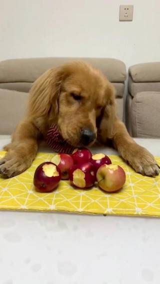 狗狗能吃苹果么，狗能吃苹果吗吗？