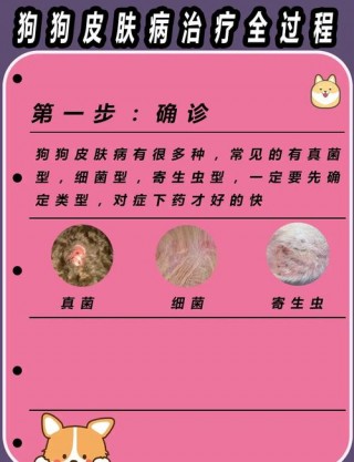 狗狗得湿疹怎么办？狗狗得湿疹怎么办用什么药（最新）