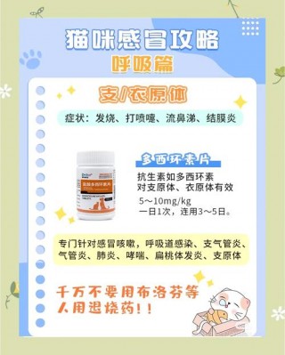 猫咪有点感冒怎么办？猫咪有些感冒（最新）