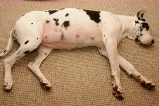 狗狗怀孕能吃鸡骨头吗，（狗狗怀孕期间能吃鸡骨头吗?）