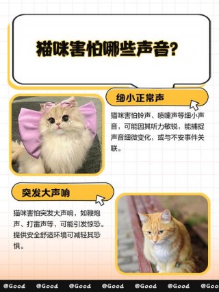 猫咪害怕的叫声，（猫咪害怕的叫声是什么）