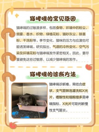 猫咪哮喘吃什么药，（猫咪哮喘吃什么药最有效）