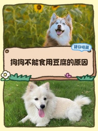 狗狗可以吃胡豆吗，（狗狗可不可以吃豆类）