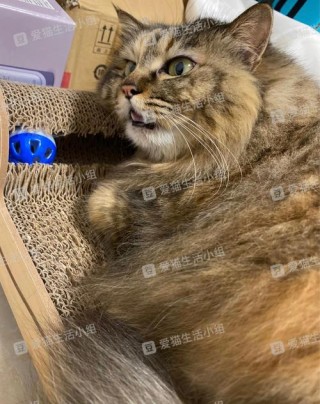 猫咪呼吸声很重，（猫咪呼吸声很重正常吗）