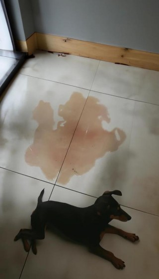狗狗尿液有血怎么回事，狗狗尿液有血怎么回事儿？