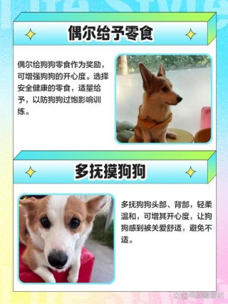 如何让狗狗开心？怎样才能让狗狗开心（最新）