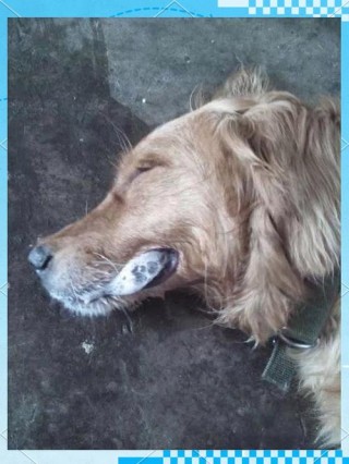 狗狗吃老鼠药多久发作？狗狗吃老鼠药多久发作一次（最新）