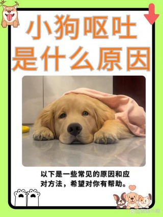 狗狗呕吐没精神怎么办，狗狗呕吐还没精神？