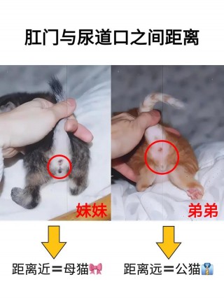 猫咪公的好还是母的好，猫咪公的和母的哪个更温顺？