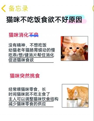 猫咪为什么不吃东西，猫咪为什么不吃东西只睡觉？
