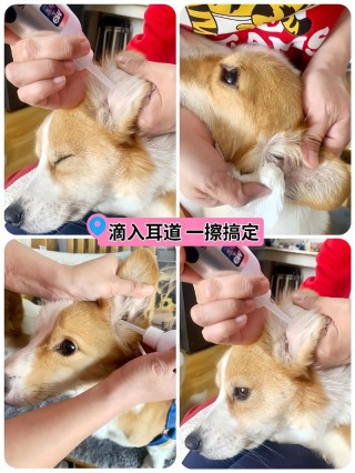 狗狗滴耳液使用教程，（狗狗滴耳液使用教程）