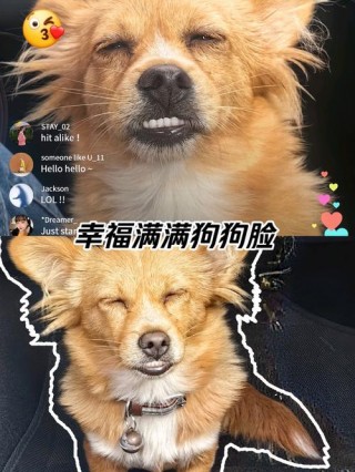 狗狗地包天有什么危害？狗狗地包天会越大越严重吗（最新）