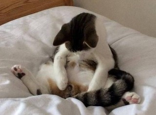 猫咪多久会发情，猫咪多久发情啊正常？