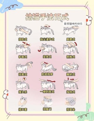 怎么才能让猫咪喜欢你，怎么样才能让猫咪喜欢我？