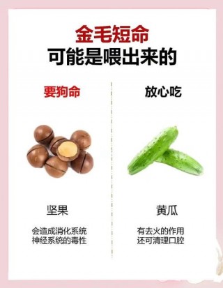 狗狗吃什么发奶？狗狗下崽后吃什么最补奶（最新）