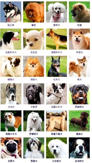 中大型狗狗品种大全，（狗狗品种中大型犬）