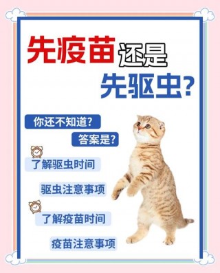 猫咪打针怎么打，（猫咪咋打针）