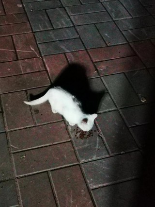 猫咪发出呜呜声？猫咪发出呜呜声是否与某些健康状况有关（最新）