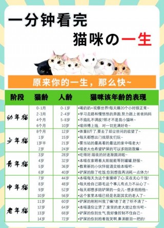 猫咪需要陪伴吗，猫需不需要猫陪伴？