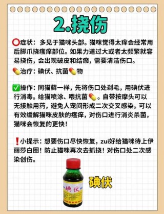 猫咪细小怎么治疗，猫咪细小治疗了几天后便血了怎么回事？