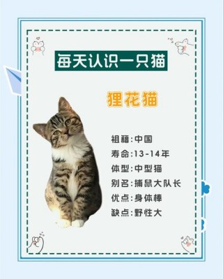 猫咪的名字大全？猫咪的名字大全英文（最新）