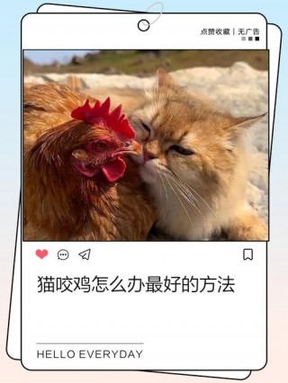 猫咪能吃骨头吗，（猫可以吃骨头肉吗）