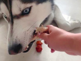 狗狗可以吃鸡骨头吗？狗狗能吃鸡骨头吗?（最新）