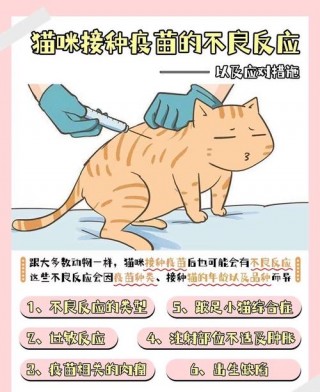 猫咪疫苗每年都要打吗，（猫咪打疫苗每年都要打吗）