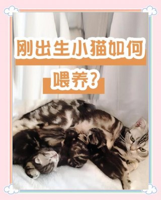 猫咪生宝宝后怎么照顾，（猫生产之后怎么照顾）