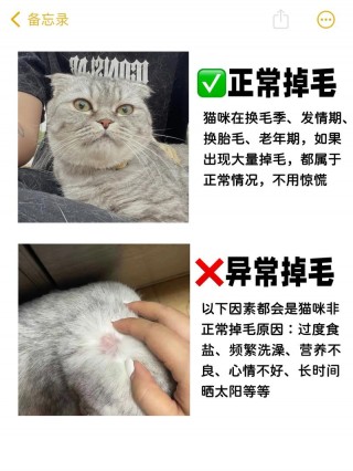 猫咪掉毛严重可以剃毛吗，猫咪掉毛严重可以剃毛吗图片？