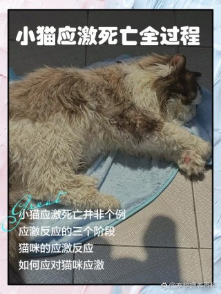 猫咪可以活几年，（猫咪活几年就步入老年猫）