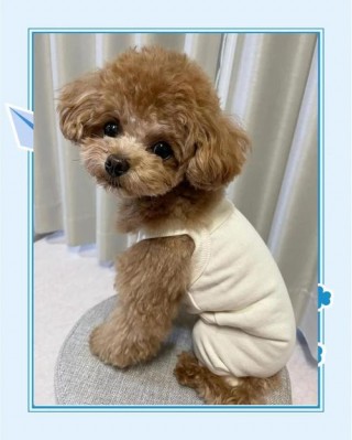 泰迪狗狗多久洗一次澡，（泰迪狗狗多长时间洗一次澡合适）