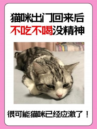 猫咪打完针后没精神？猫咪打完针后没精神腿脚发软（最新）